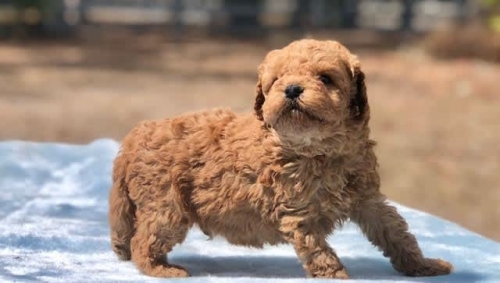  Beautiful Cavoodle Puppies, 