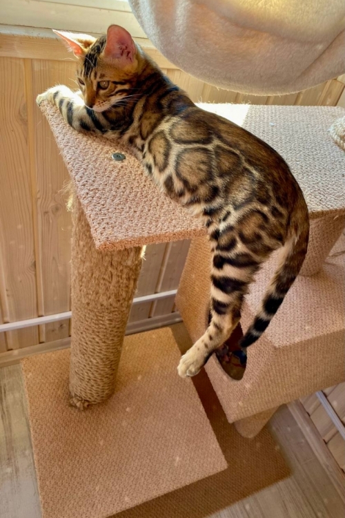 Cute Bengal Kittens Available