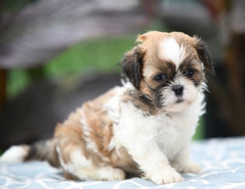  Wonderful Shih Tzu Puppies For Adoption