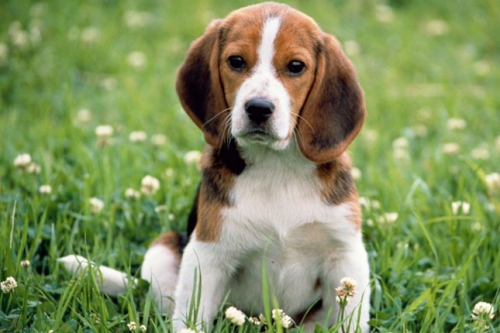 Intelligent Beagle Puppies