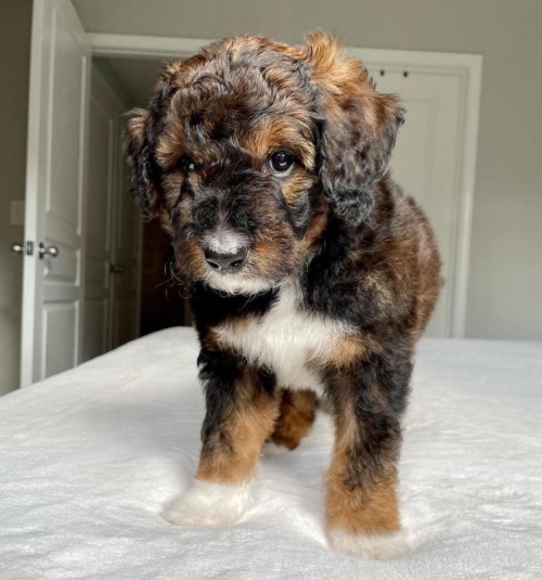  Cute And Lovely Aussiedoodle Puppies For Adoption 