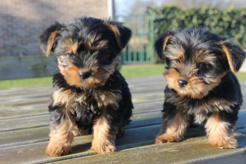 Very Healthy And Cute YorkshireTerrier Puppies For You