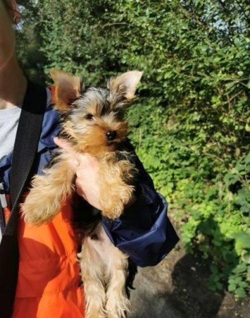 Affectionate Yorkshire Terrier Puppies