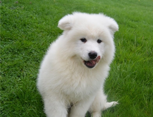  Adorable And Cute Little Samoyed Puppies