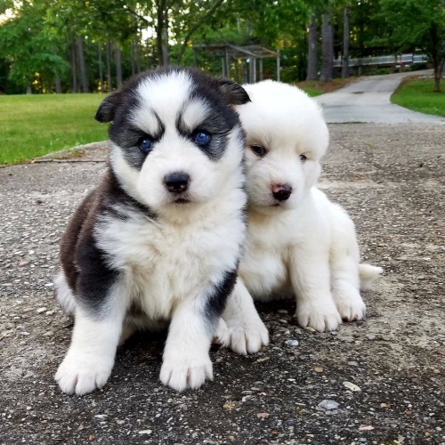 Husky Puppies For Adoption 