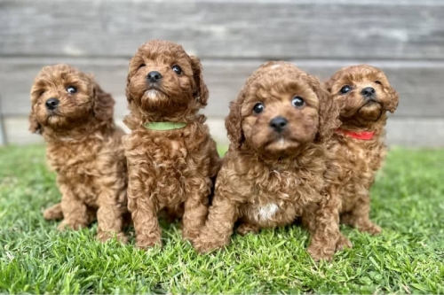 Golden Doodle Puppies Available For Adoption.