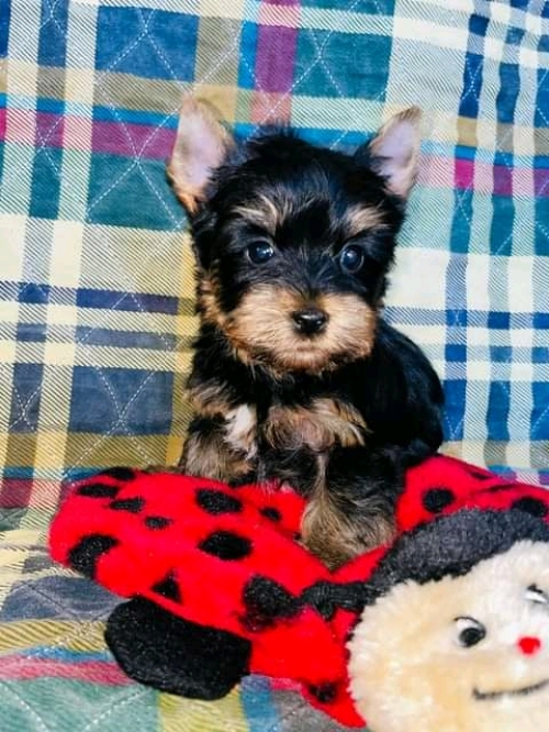 Cute Adorable Teacup Yorkie Puppies Ready For New Homes