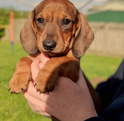 Male And Female Dachshund Puppies For Adoption.