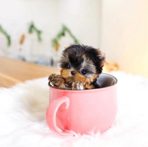 Cute Teacup Yorkie Puppy Available 