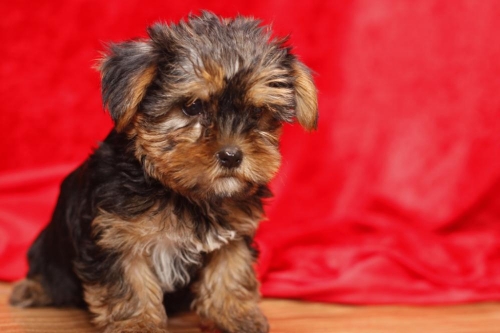  We Have The Smallest, Cutest, Best Looking, Top Quality Yorkie Puppies