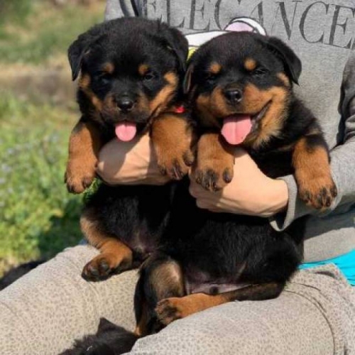 Super Adorable Rottweiler  Puppies
