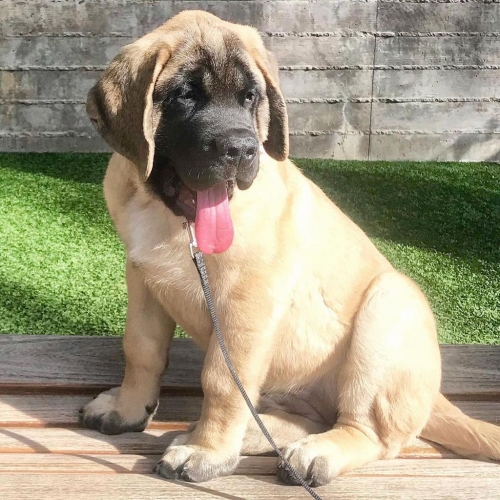 Family Trained English Mastiff Puppies For Re Homing.
