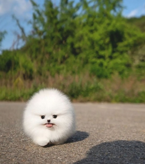 Cute Little Teacup Pomeranian Puppy 