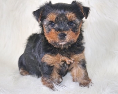 Intuitive Yorkie Puppies
