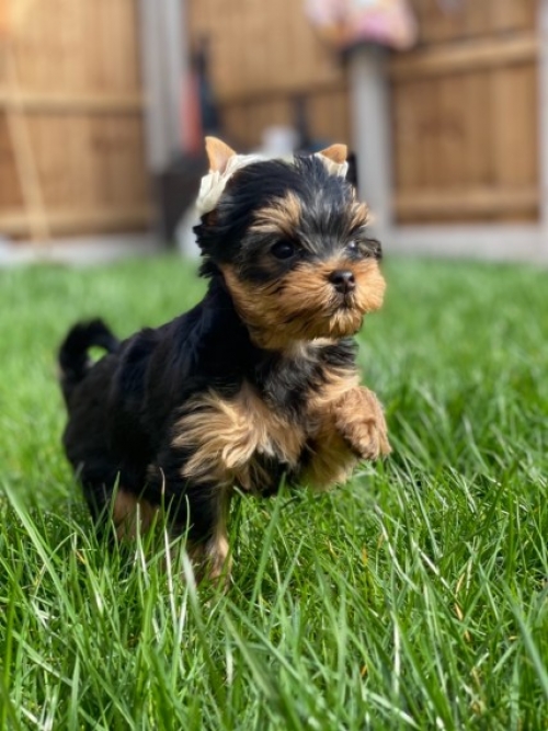 Lovely Teacup Yorkie Puppies Available