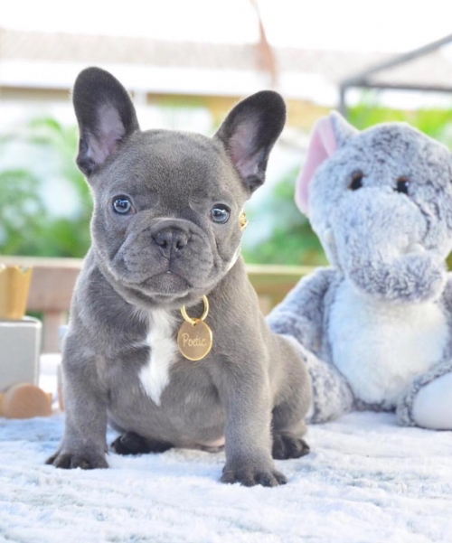  French Bulldog Puppies For Adoption