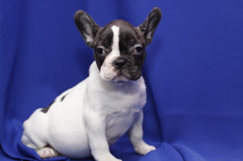   We Have Male And Female French Bulldog.
