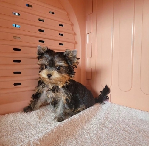 YORKIE  FOR SALE