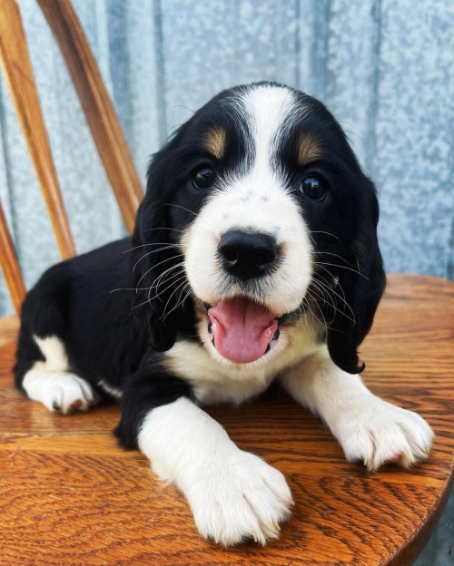Adorable English Springer Spaniel Puppies For Loving Homes