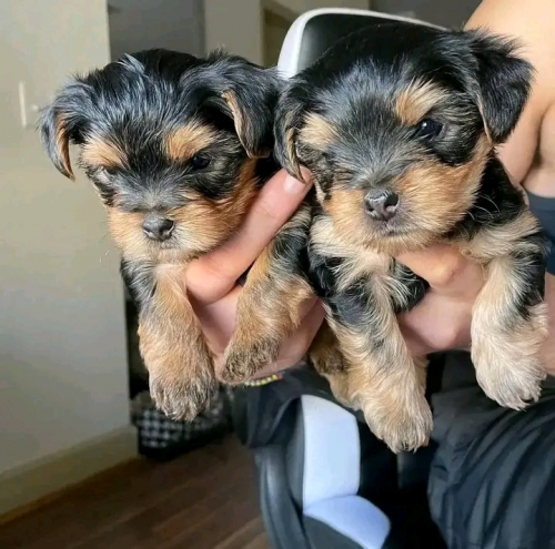 Adorable Pocket-Sized Yorkie Puppy Ready Now! Text 364-999-5735!