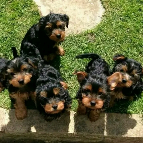 Cute Teacup Yorkie Puppies 