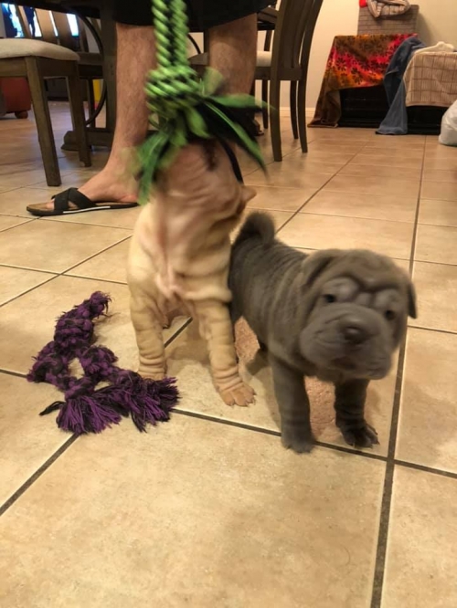  We Have Two Beautiful Shar Pei Puppies