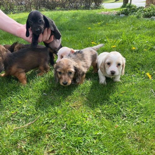 Cute And Healthy Dachshund Puppies For Adoption