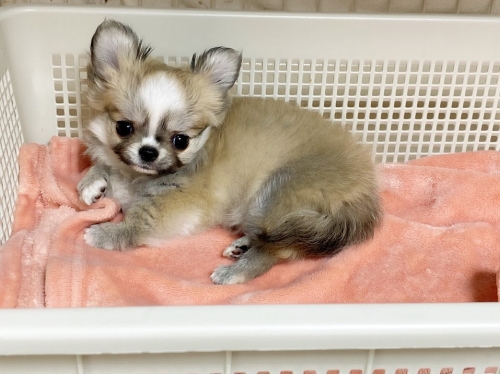 Chihuahua Long Hair Mini Adorable Baby Puppy For Sale