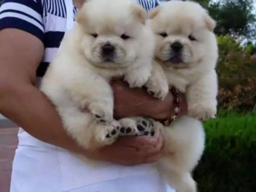  Affectionate Chow Chow Puppies For Rehoming ,