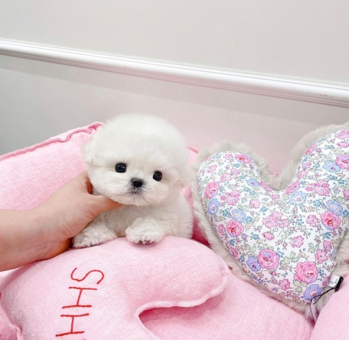 Extremely Tiny Maltese Puppies Chicago Heights, Chicago Hts, Ford Heights, Lynwood, S Ch...707626-7303