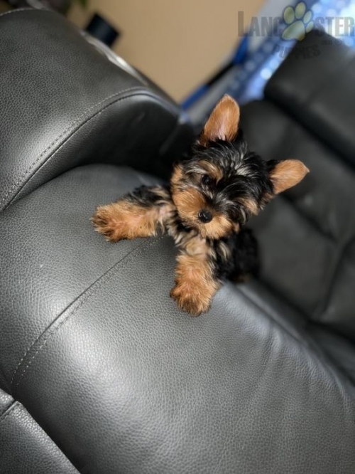 Adorable Yorkie Puppies Available 