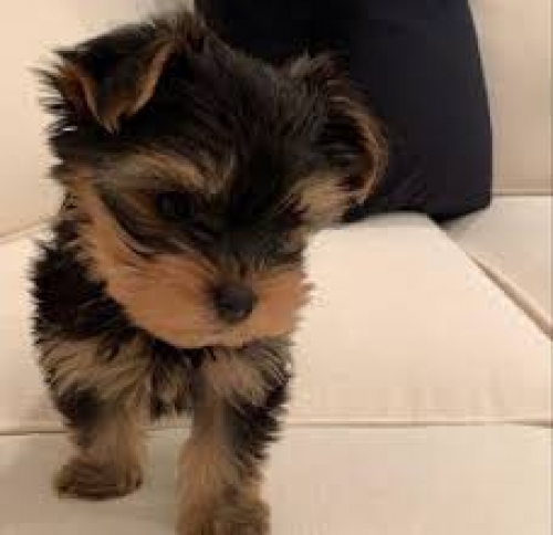 Mini Yorkie Puppies For Adoption.720-295-3786