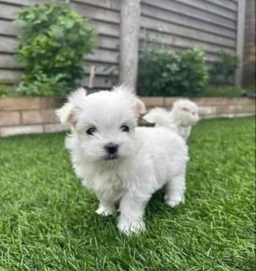 Adorable Morkie Maltese Puppies Fort Myers, Miromar Lakes 707626-7303