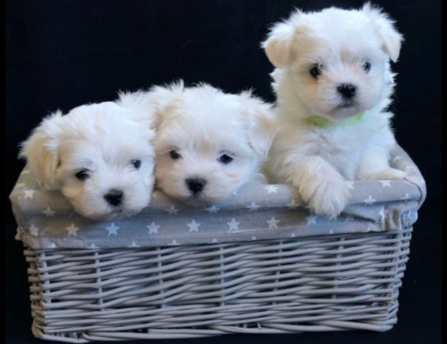 Cute Purebred Maltese Puppies Available Columbus, Grandview, Grandview Heights, Marble Cli...707626-7303 Patrickmcmillian07@gmail.com
