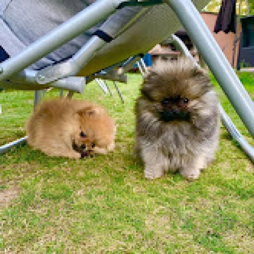 Adorable Teacup Pomeranian Puppies 