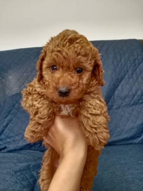  Nice Looking And Healthy Labradoodle Puppies