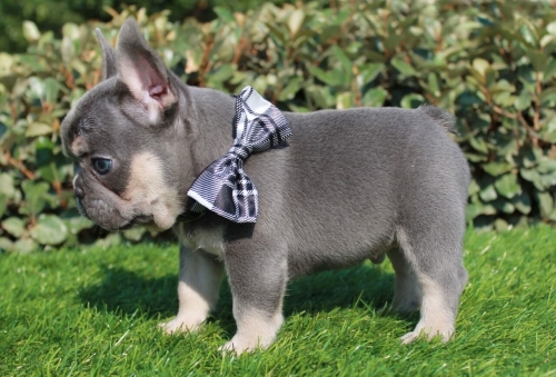 Beautiful Litter Of French Bulldogs Carrying Testable