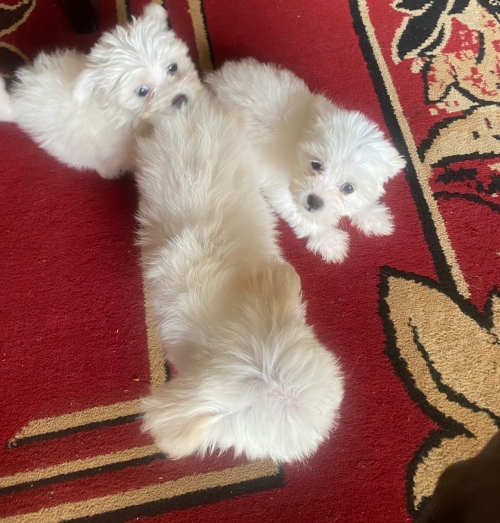 Well Socialized Maltese Puppies Available  Rockwall, Fate, Heath 707626-7303