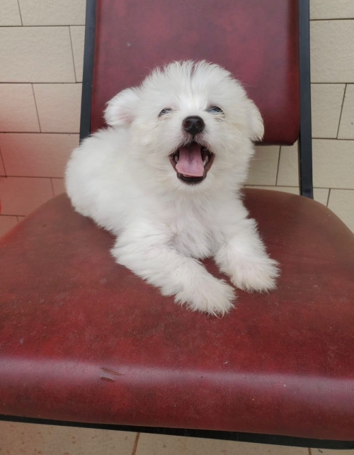 Adorable Male And Female Maltese Puppies North Chicago, Abbott Park, Downey707626-7303 Patrickmcmillian07@gmail.com