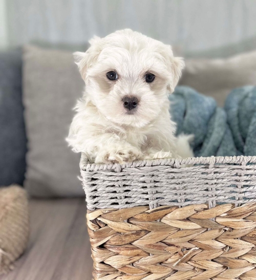 Cute Purebred Maltese Puppies Available New York, Canal Street, Chinatown707626-7303 Patrickmcmillian07@gmail.com