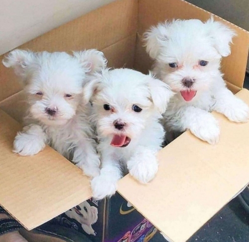  Adorable, Cute  Tiny Maltese Puppies  Kaycee, Mayoworth, Sussex707626-7303