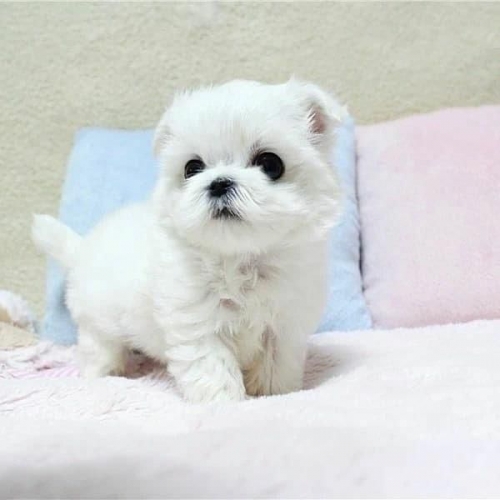 Stunning T-Cup Maltese Puppies Available Powell, Shawnee Hills707626-7303 Patrickmcmillian07@gmail.com