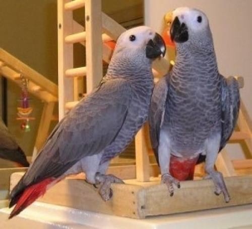  African Grey Parrots Ready For A New Home.
