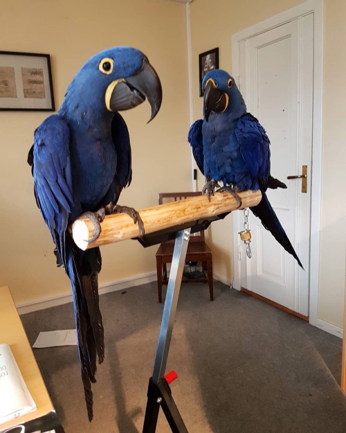  We Have 2 Hyacinth Macaw Babies For Sale.