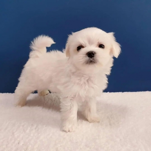 Awesome Teacup Maltese Puppies Shasta Lake, Central Valley, Central Vly, Project Cit...707626-7303 Patrickmcmillian07@gmail.co