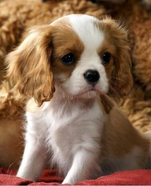  These Marvelous Male And Female Cavalier King Charles Puppies 