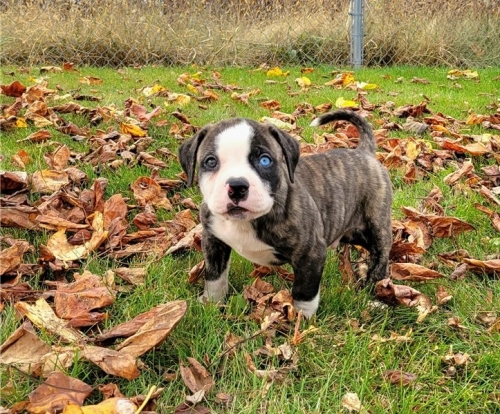 Gorgeous Male And Female American Pitbull Puppies