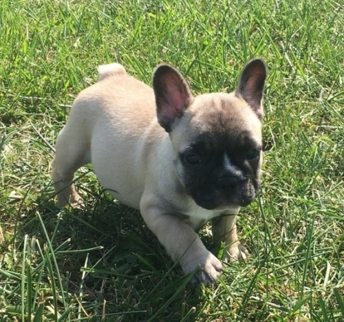  Charming And Beautiful, Outstanding French Bulldog Puppies.