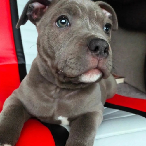 Beautiful Pitbull Puppies !!
