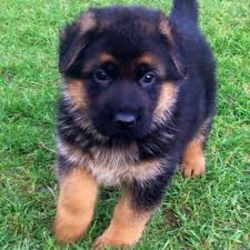  We Have A Male  A Female German Shepherd Puppies